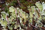 Nephroma arcticum image