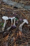 Rhodocollybia butyracea image