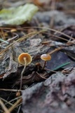 Xeromphalina cauticinalis image