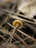 Xeromphalina cauticinalis image
