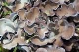 Nephroma expallidum image