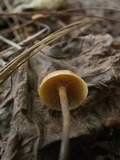 Xeromphalina cauticinalis image