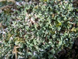 Cladonia subcariosa image