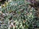 Cladonia subcariosa image