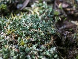 Cladonia subcariosa image