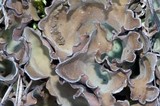 Nephroma expallidum image