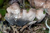 Nephroma expallidum image