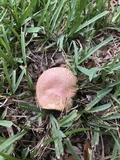 Hortiboletus campestris image