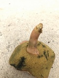 Hortiboletus campestris image