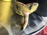 Hortiboletus campestris image
