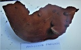 Fuscoporia torulosa image