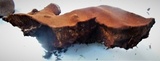 Fuscoporia torulosa image