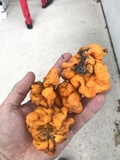 Glaziella aurantiaca image