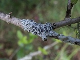 Physcia pumilior image