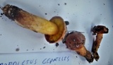 Aureoboletus gentilis image