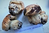 Tricholoma acerbum image