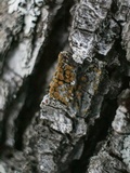 Caloplaca cerina image