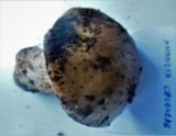 Amanita ceciliae image