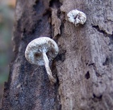 Lentinus tigrinus image