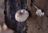 Lentinus tigrinus image