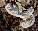 Vanderbylia robiniophila image