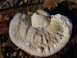 Vanderbylia robiniophila image