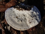 Vanderbylia robiniophila image