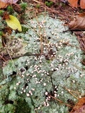 Dibaeis baeomyces image