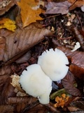 Cuphophyllus borealis image
