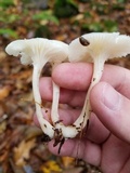 Cuphophyllus borealis image