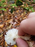 Cuphophyllus borealis image