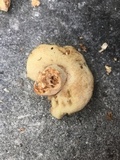 Gyroporus subalbellus image