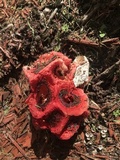 Clathrus crispus image