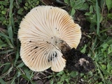 Neolentinus lepideus image