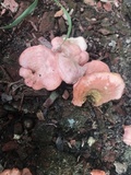 Cantharellus coccolobae image