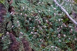 Cladonia peziziformis image