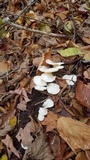 Pleurocybella porrigens image