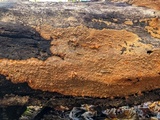 Phlebia radiata image