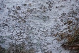 Phlyctis petraea image