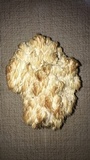 Hericium americanum image