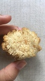 Hericium americanum image