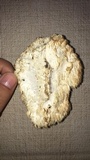 Hericium americanum image