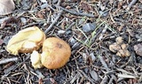 Suillus caerulescens image