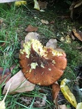 Suillus punctatipes image