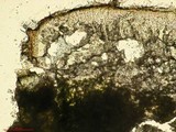 Aspicilia calcarea image