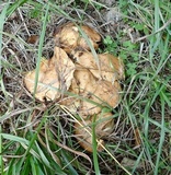 Suillus americanus image