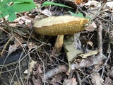 Boletus pallidus image