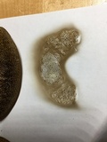 Boletus pallidus image