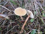Cystoderma amianthinum image