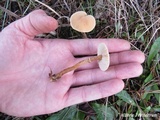 Cystoderma amianthinum image